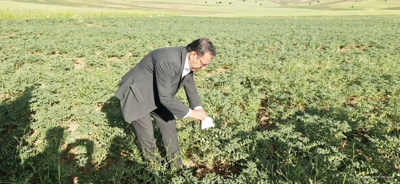 مبارزه بیولوژیک با آفات در ۵ هزار و ۹۶۰ هکتار از اراضی لرستان