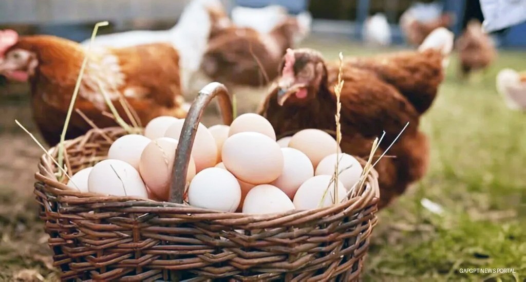 عزم لرستان برای خودکفایی در تولید تخم‌مرغ
